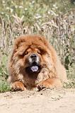 CHOW CHOW 191